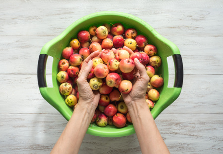 The woman's hands washed apples in the pelvis.の写真素材