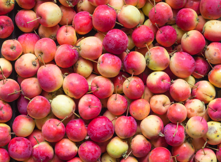 Delicious red apples as background. Background of red apples.の写真素材