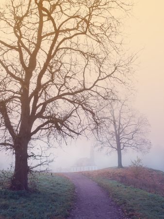 Mystical landscape with tree and fog in autumnの写真素材