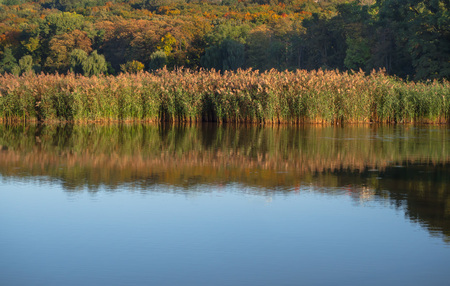 Green coastal area with reflection of waterの写真素材