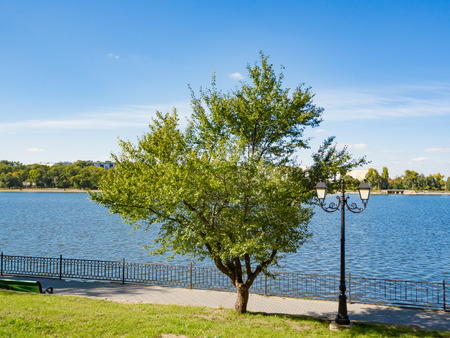 Green tree on the shore of the lake in the Parkの写真素材