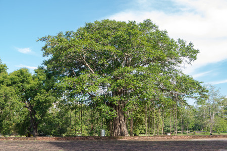 Buddhist Bodhi tree (Ficus religiosa). Sri Lankaの写真素材