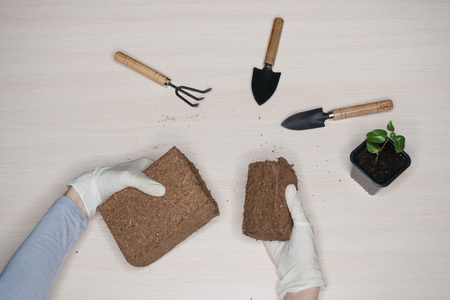 Coconut substrate for soil. Pressed coconut substrate briquette.の写真素材