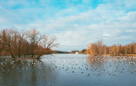 Beautiful autumn landscape with a lake and birdsの写真素材