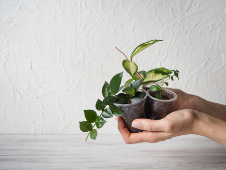 Seedlings potted plants in his hands. The breeding of indoor plants.の写真素材