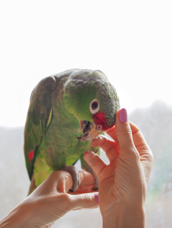 Fondled the parrot sitting on the hand. Close up.の写真素材