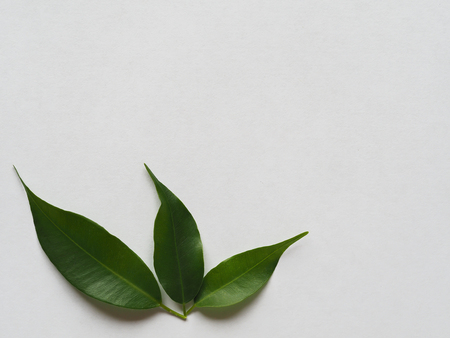 Green leaves are laid out on a white background with copy space.
