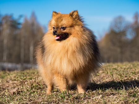 Dog small Spitz is walking on the lawn in the spring.の写真素材