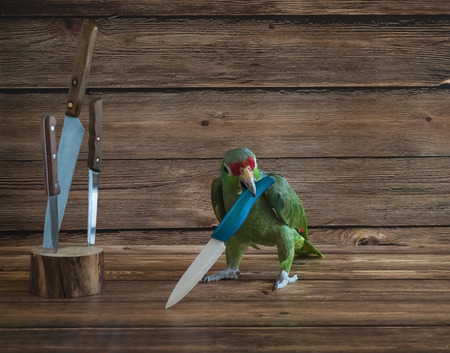 Big green parrot pirate playing with a knifeの写真素材