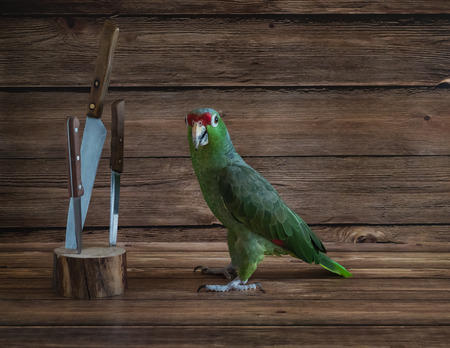 Big green parrot pirate playing with a knifeの写真素材