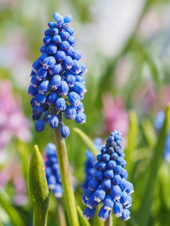 Blooming Muscari close-up. Blue flowers background.の写真素材