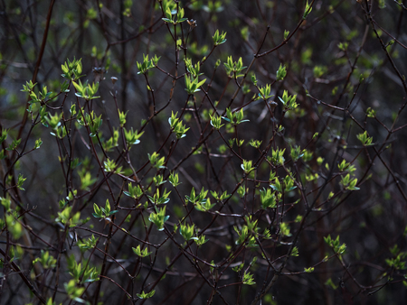 Buds blooming in the spring. Natural green background.の写真素材