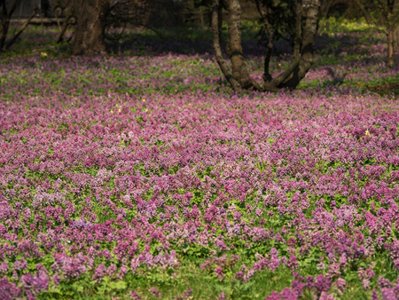 Purple flower of Hollowroot. Carpet of pink flowers. Landscape design.の写真素材
