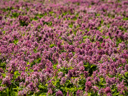 Purple flower of Hollowroot. Carpet of pink flowers. Landscape design.の写真素材