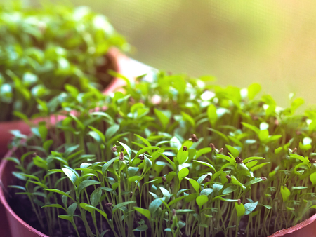 Seedlings in flower pots on the windowsill. Close up.の写真素材