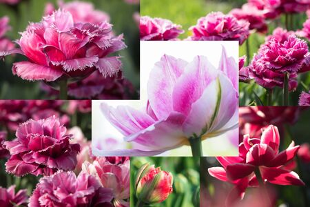 Collage of beautiful pink tulips. Flower collage.の写真素材