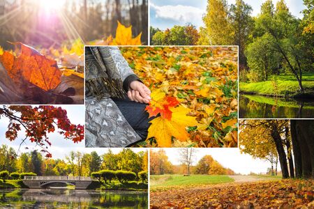 Collage with bright views of autumn. Autumn landscape collage.の写真素材
