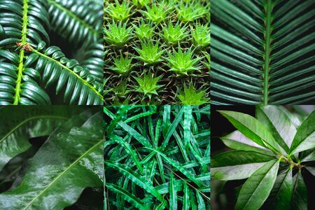 Collage showing the texture of green leaves.