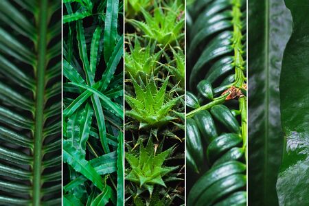 Collage in the form of vertical stripes showing the texture of green leavesの写真素材