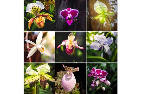 Collage from different pictures of Orchid Paphiopedilum flowers.の写真素材