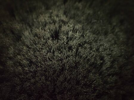 Short cropped hair on head background. Close up