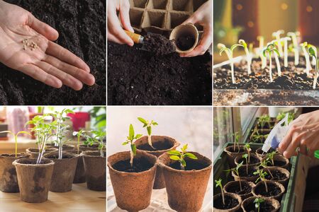 Collage from different pictures of planting seeds in the spring.の写真素材