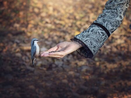 The bird eats food from his hand. Feeding birds in nature.の写真素材