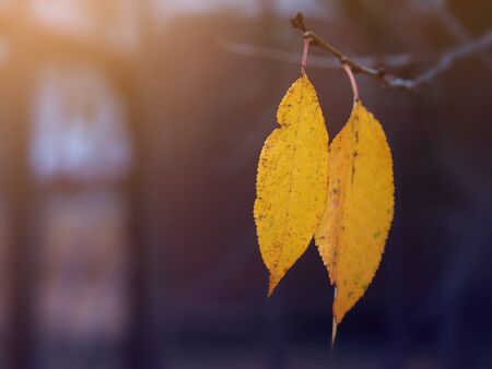 Two yellow leaves on a branch in autumn. Soft focus.