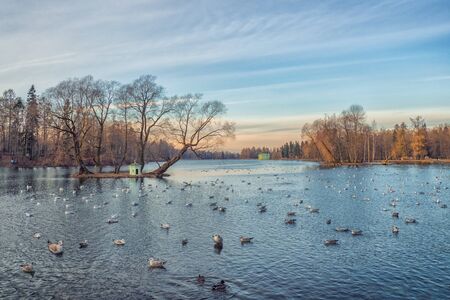 Sunset winter landscape with lake and seagulls.の写真素材