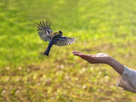Feeding of birds in the autumn.  Close up.の写真素材