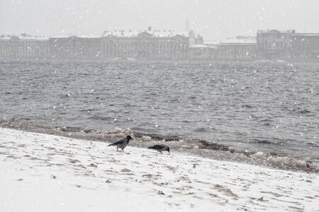 Two crows in winter on the Neva river embankment. Saint-Petersburg. Russia.の写真素材