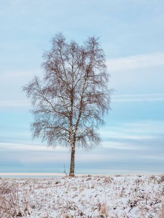 A lone birch tree on a snowy hillの写真素材