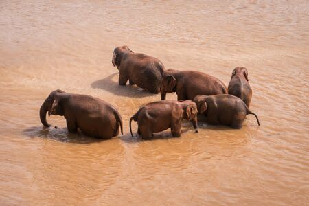 Wild elephants wash in the orange river water. Animals in the wild. Safari in Asia.