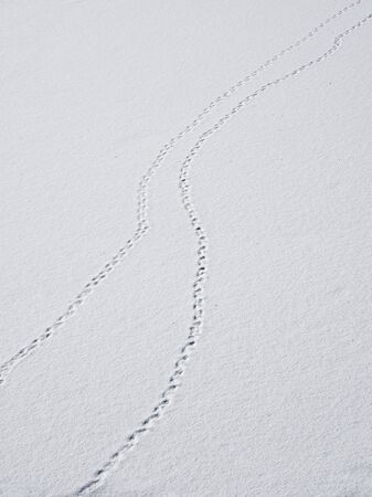 A track of footprints in the snow is a fading perspective. Bird tracks in the snow.
