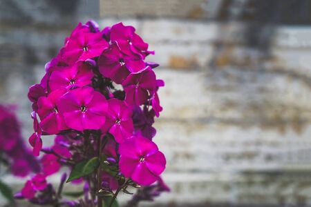Autumn Phlox pattern. Artistic background. Phlox flower plants in the garden. Close up, soft focus.