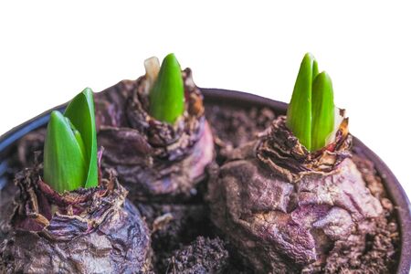 Isolated young plant hyacinth. Planting bulbous plants, tulips, hyacinths. 