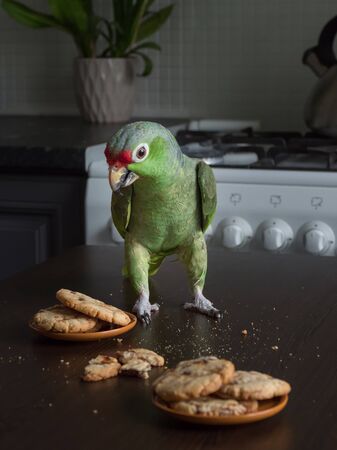A large green parrot sits on a table with shortbread cookies.の写真素材