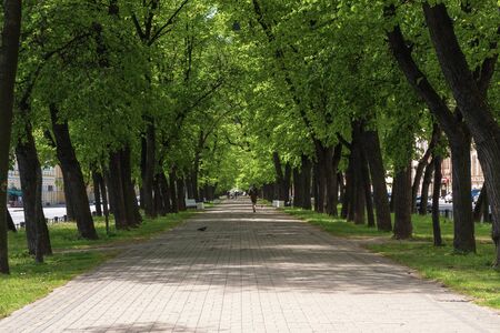 Wide shady pedestrian street in the city in summer. St. Petersburg.