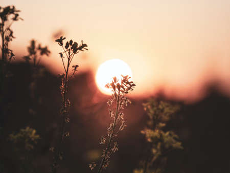 Beautiful evening view of the sunset in the tall grass. Abstract evening natural background.