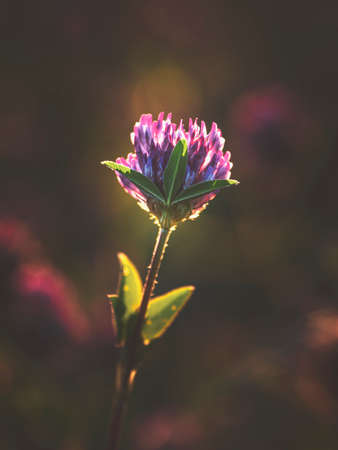 Abstract summer natural background with a clover flower. Soft focus.