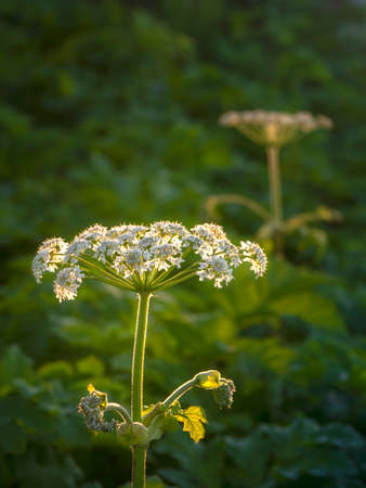 Hogweed flowers grows in the evening field, close up.