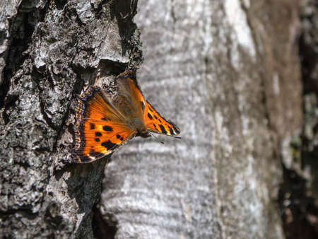 The brown Wren butterfly (Latin: Aglais urticae, Nymphalis urticae) rests on the bark of a tree. Natural background with a bright butterfly.の写真素材