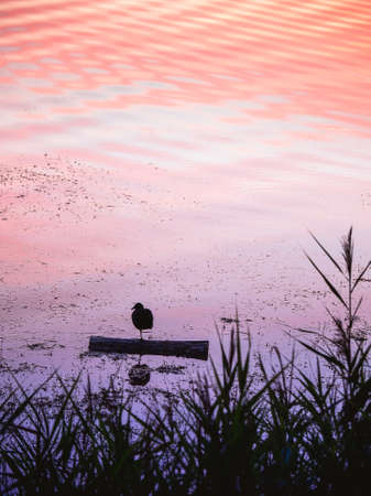 Lovely little birds standing on one leg. The lake bird rests standing on one leg in the evening.の写真素材