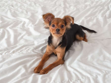 Toy terrier, close up. Russian toy terrier dog on a white background.