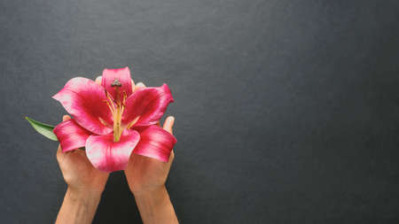 Autumn composition with red Lily flower in the hands on black background. Flat lay copy space.の写真素材