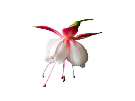 Isolated beautiful bunch of a blooming pink and white fuchsia flower, close up.の写真素材