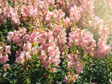 Pink flowers of snapdragon (Antirrhinum majus) on the flowerbed background.の写真素材