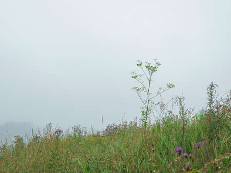 A slope with mountain Alpine grasses on a foggy morning. Minimalist scenery with foggy nature....