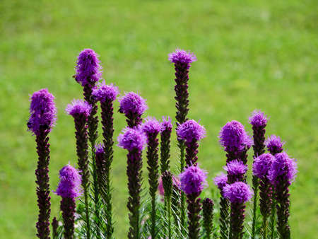 Blooming purple liatris flowers in a garden on a green background, soft focus. の写真素材