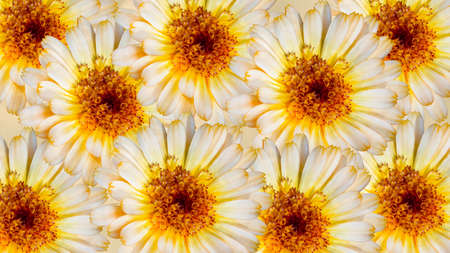 Beautiful marigold flowers. Festive flowers concept. Floral card with flowers